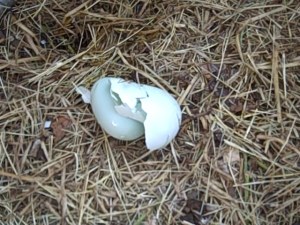 The outer eggshell was a lighter color, almost white, whereas the inner eggshell was the typical light aqua color Cluckers usually lays.