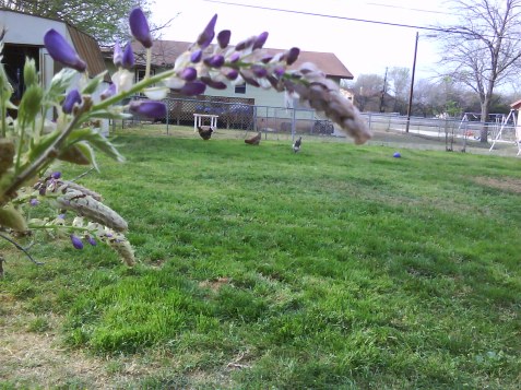Chickens framed by wisteria about to bloom like crazy.