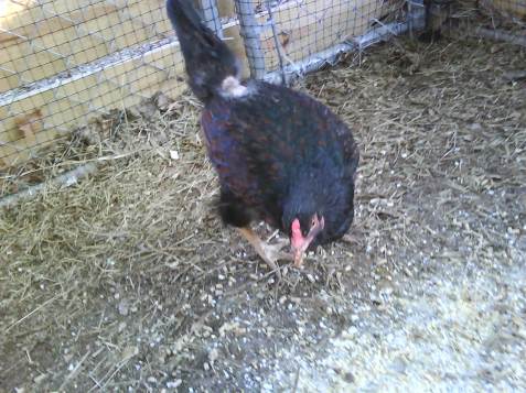The black sex-link hen--she has a bare spot at the base of her tail.