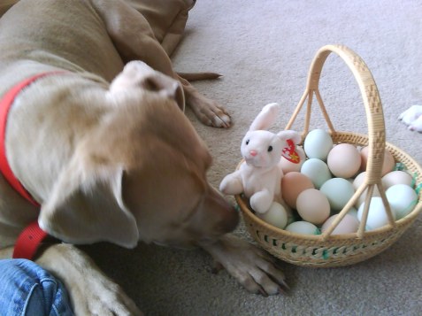 Step 3: Try to get dogs to pose beside the basket without eating the stuffed toy.