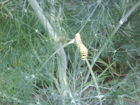 The reason I planted Dill: to lure Swallowtail caterpillars.